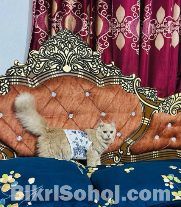 Traditional persian cat